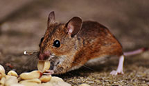 24 Hour & Emergency Exterminators in Rockingham, NC